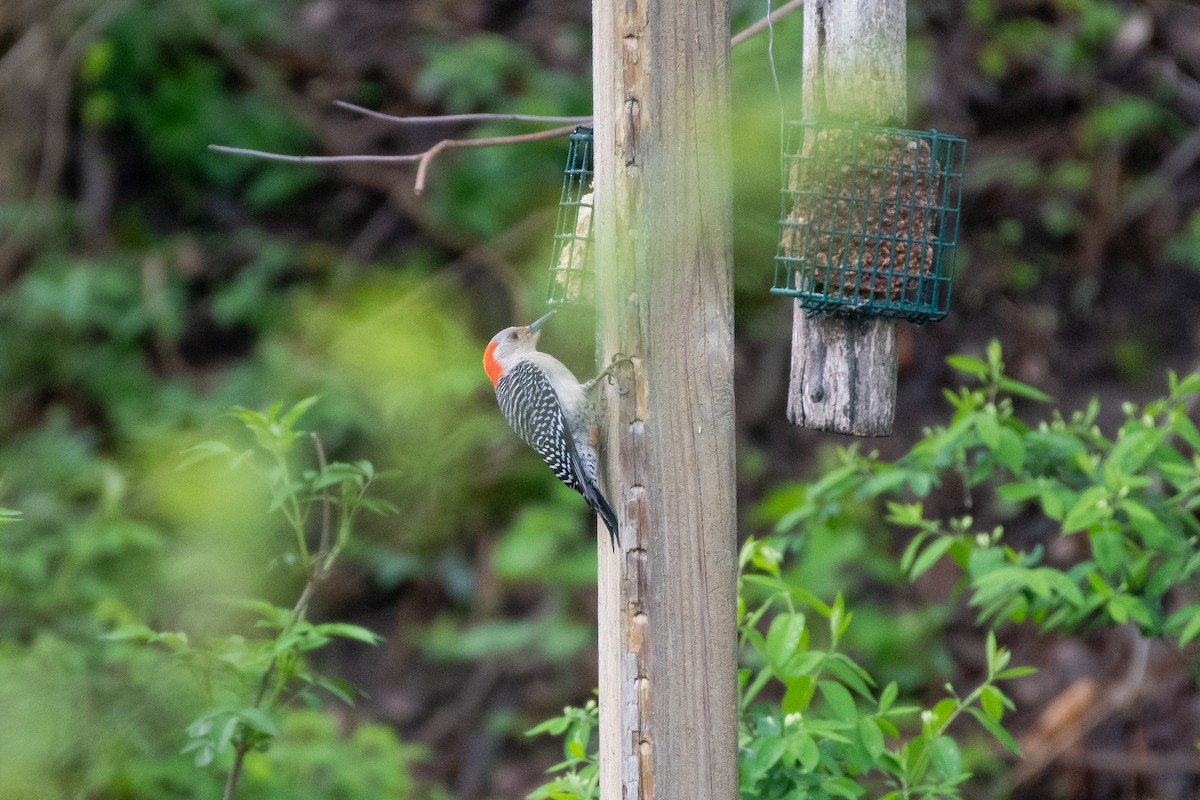 Red-bellied Woodpecker - ML618062983