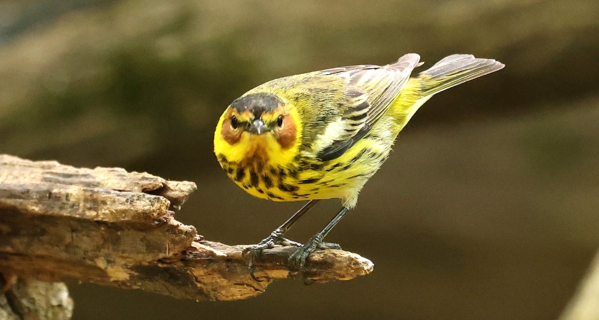 Cape May Warbler - Duane Yarbrough