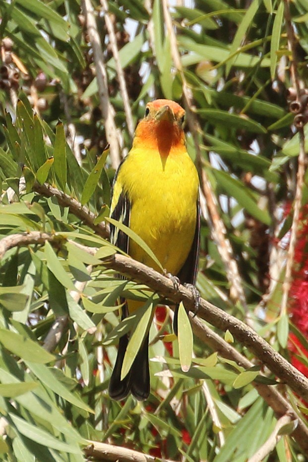 Western Tanager - ML618063049