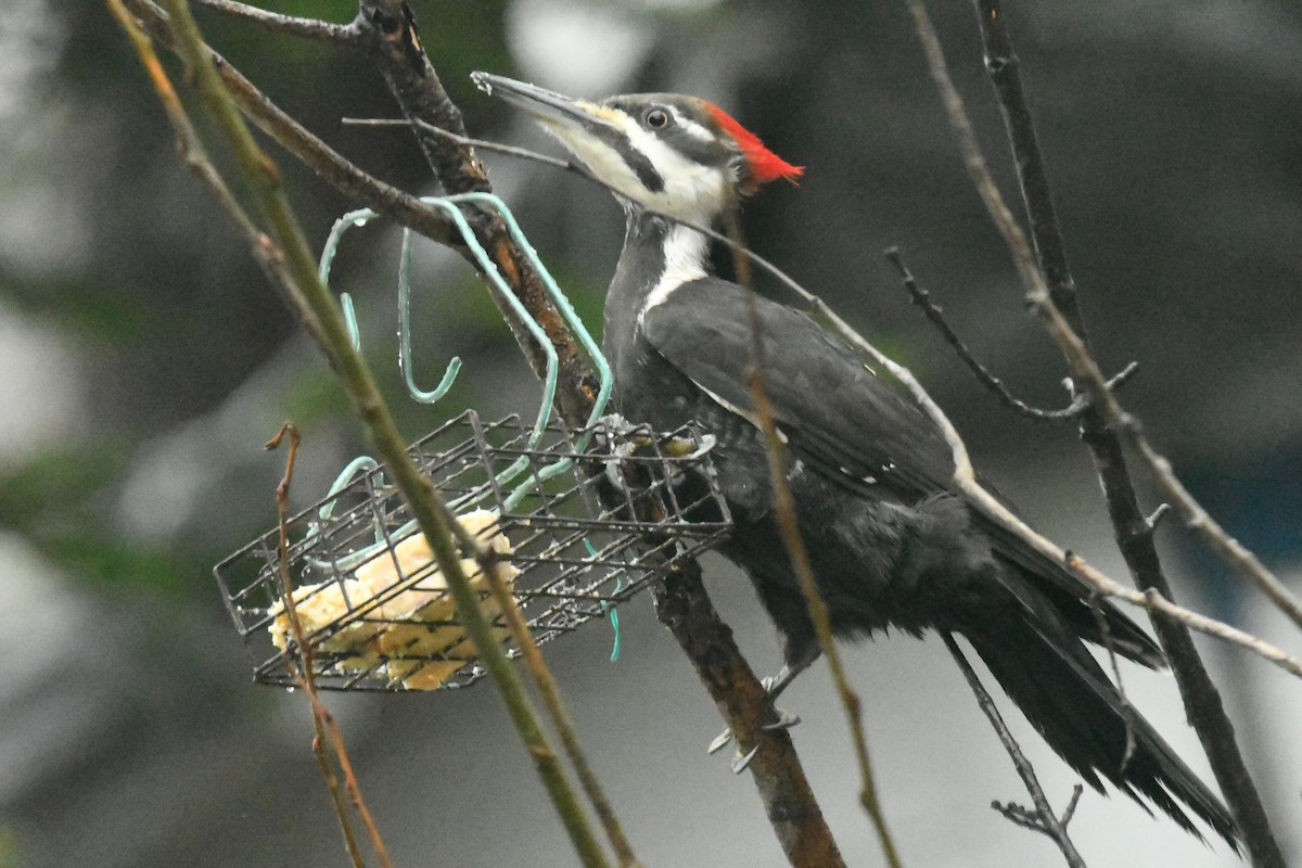 Pileated Woodpecker - ML618063050