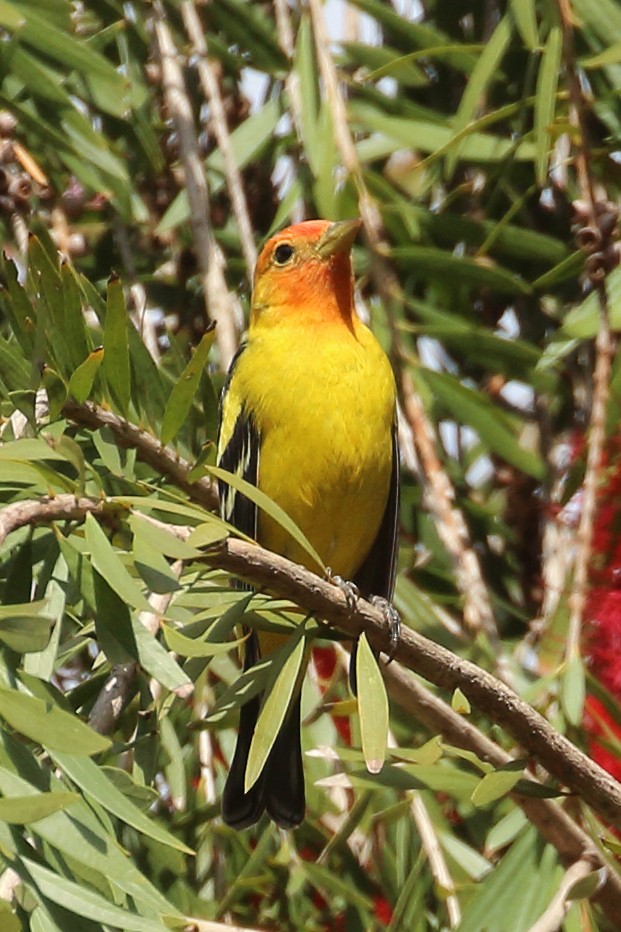 Western Tanager - ML618063059