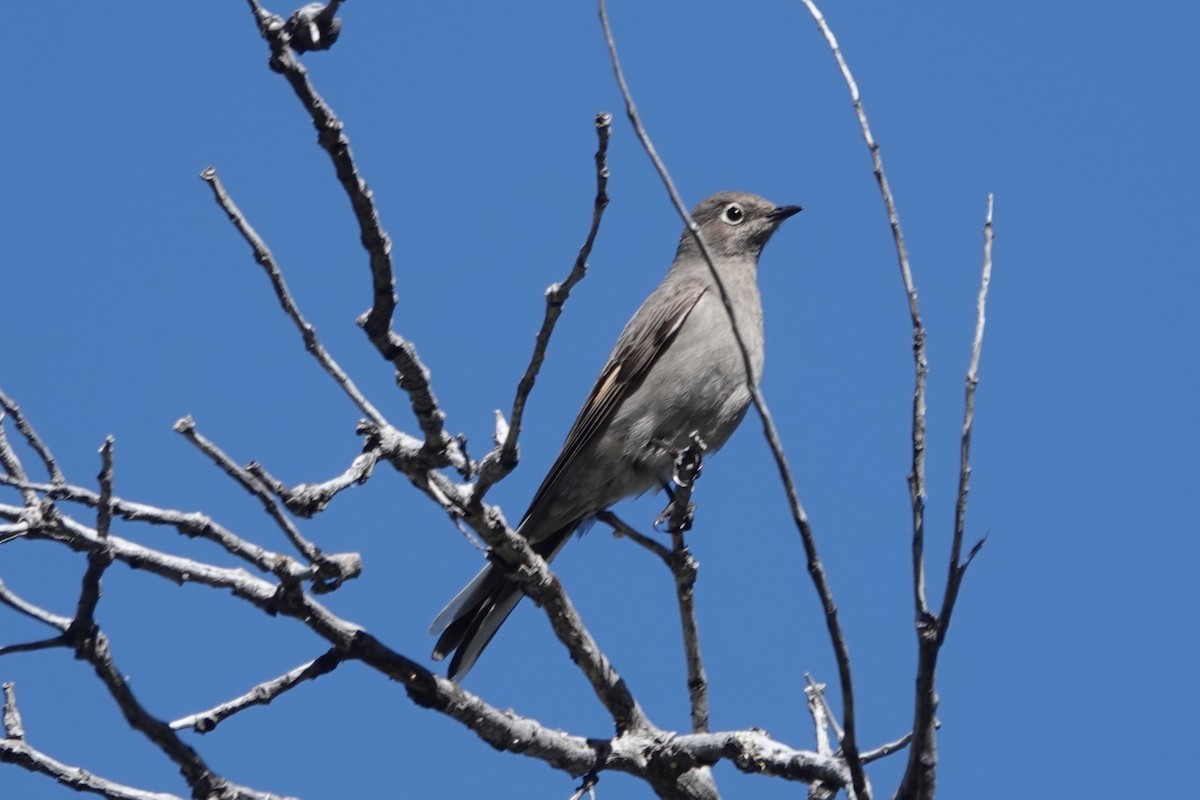 Townsend's Solitaire - ML618063060