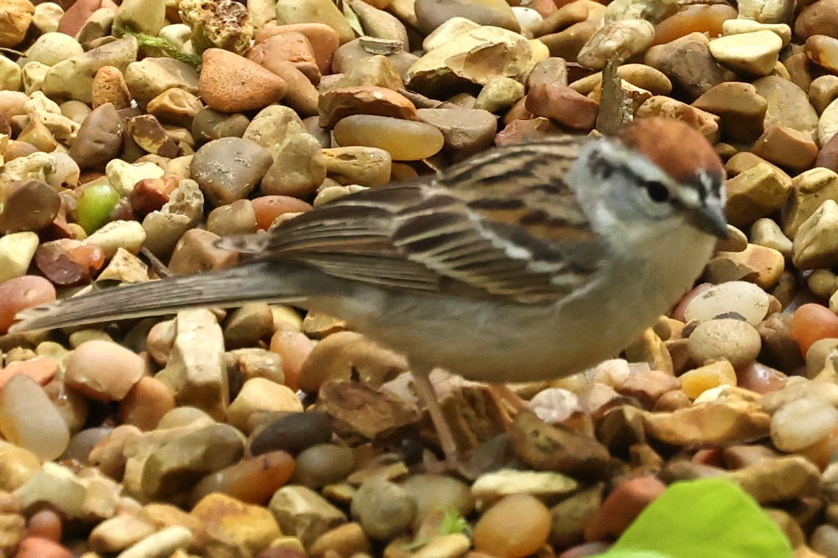 Chipping Sparrow - ML618063074