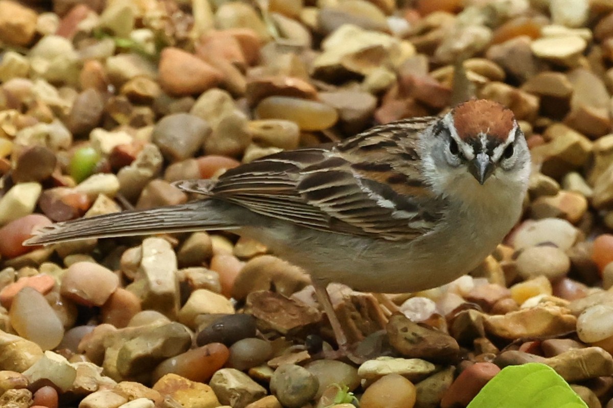 Chipping Sparrow - ML618063075