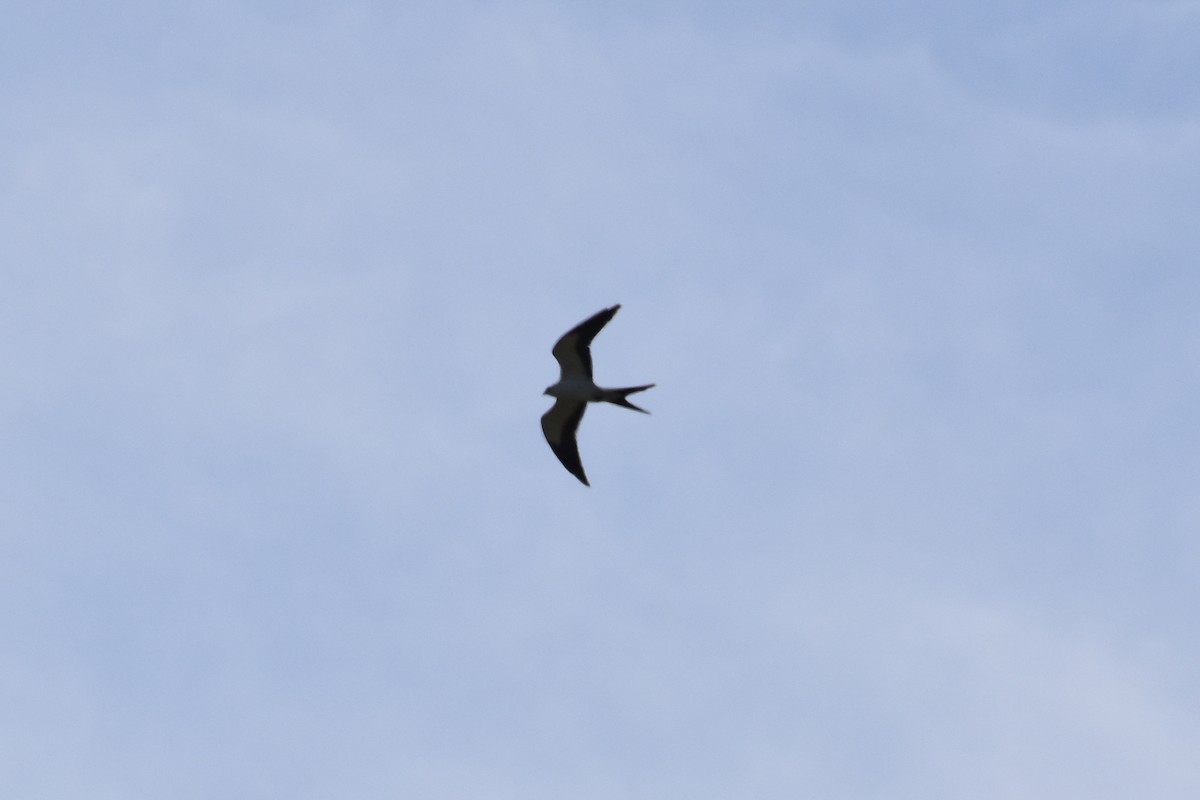 Swallow-tailed Kite - ML618063080