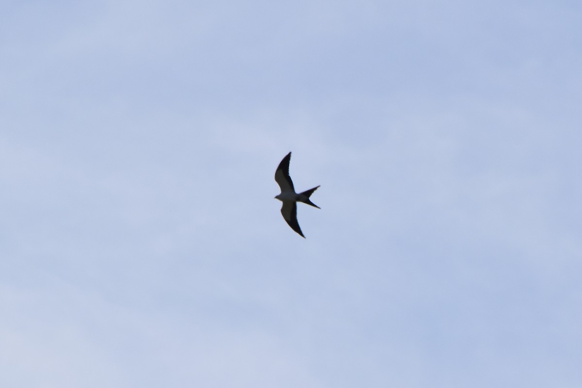 Swallow-tailed Kite - ML618063084