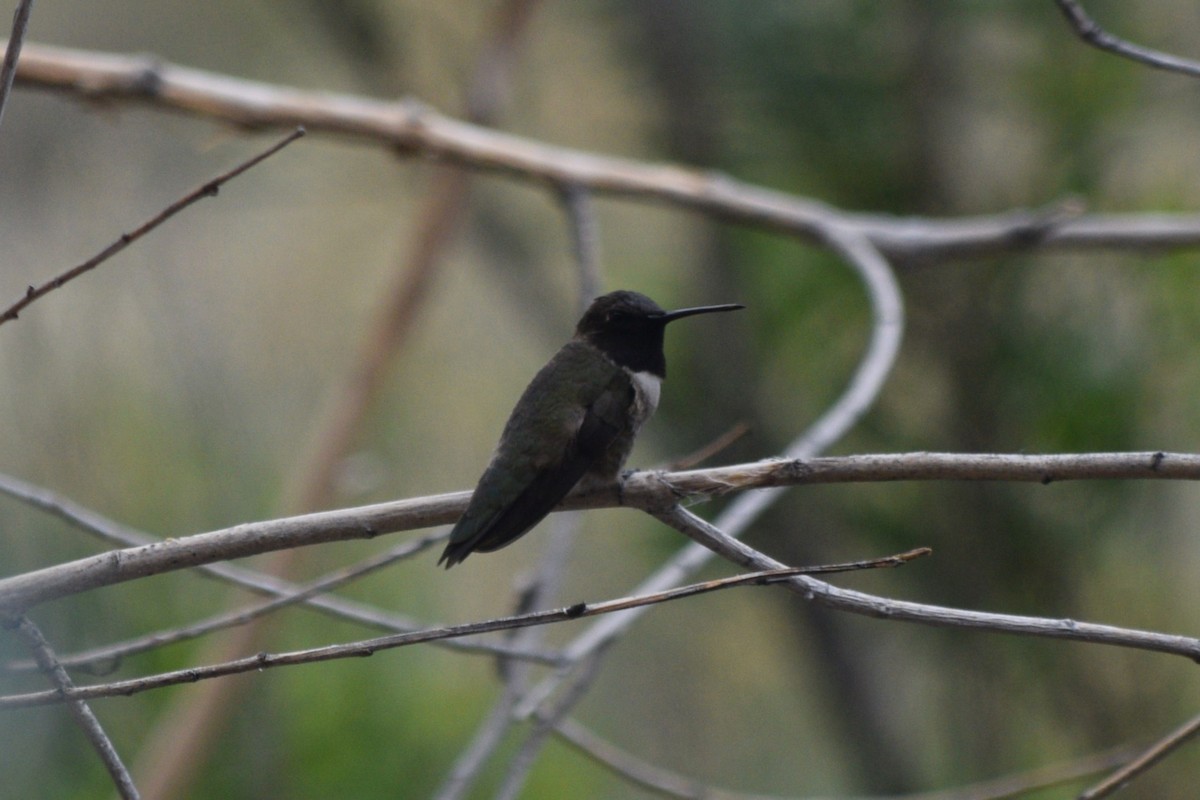 Black-chinned Hummingbird - ML618063104