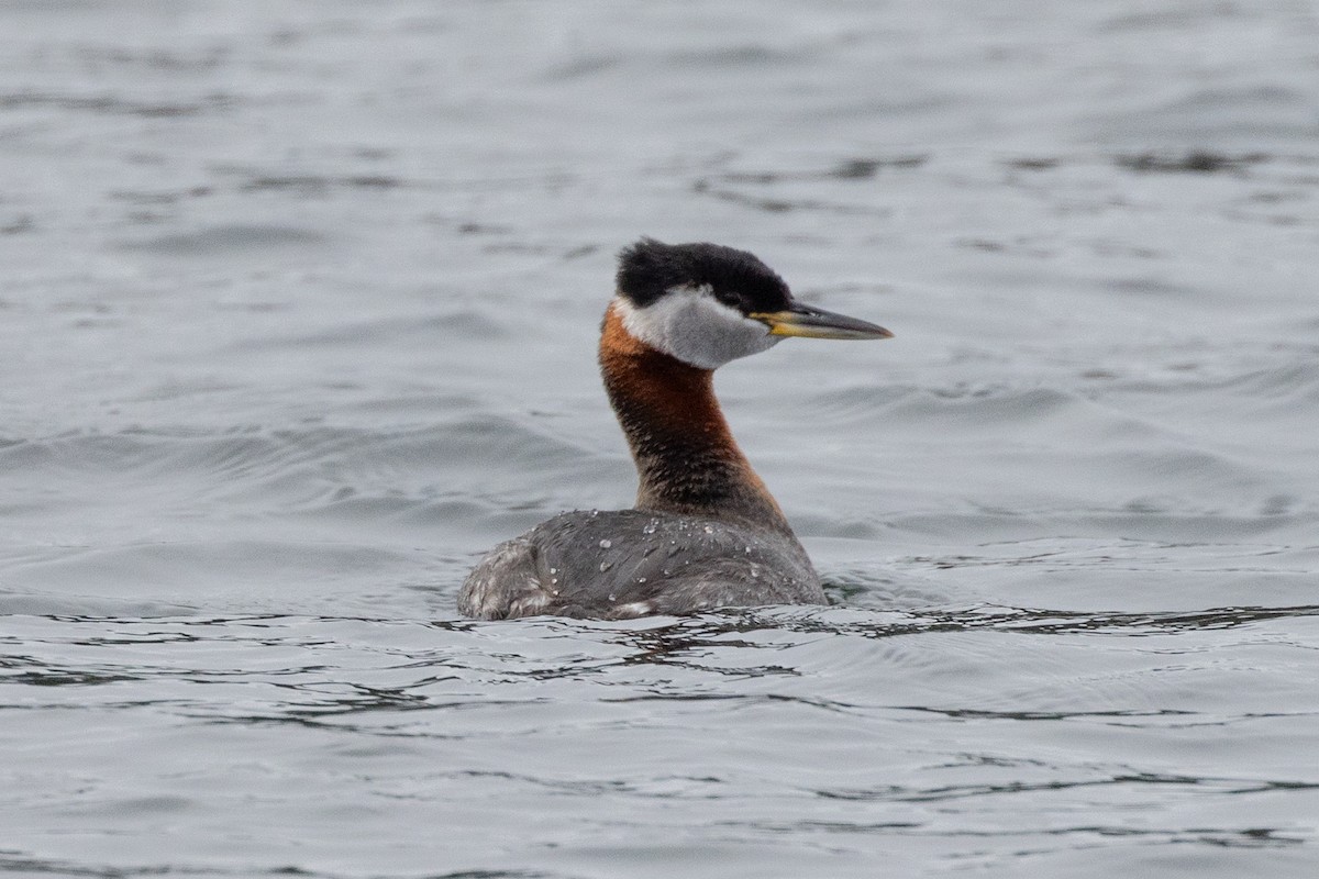 Red-necked Grebe - ML618063129