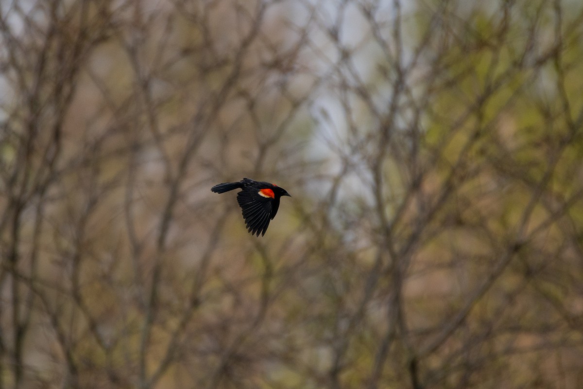 Red-winged Blackbird - ML618063132