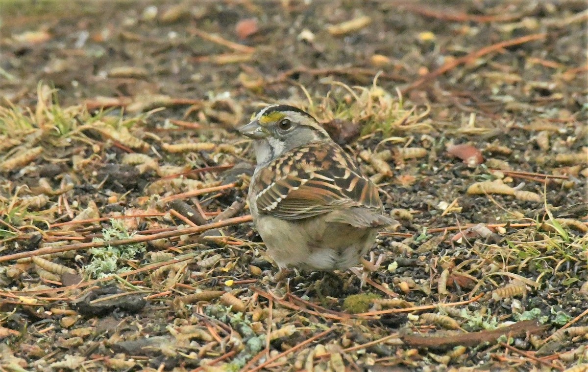 White-throated Sparrow - Marcia Suchy