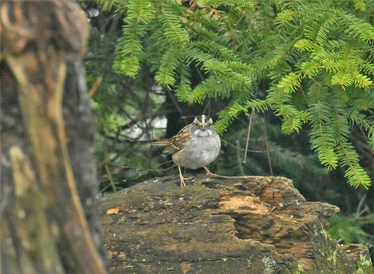 White-throated Sparrow - ML618063172