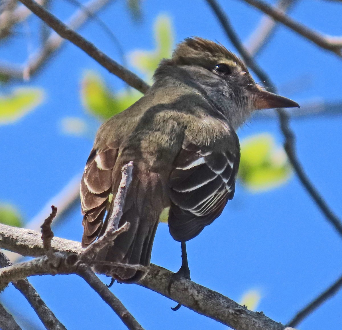 Great Crested Flycatcher - Barbara Peterson