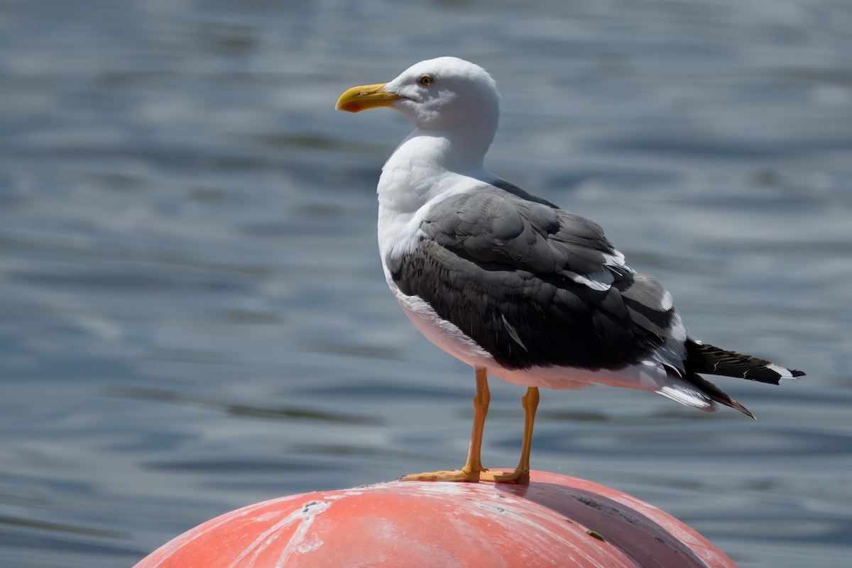 Yellow-footed Gull - ML618063208