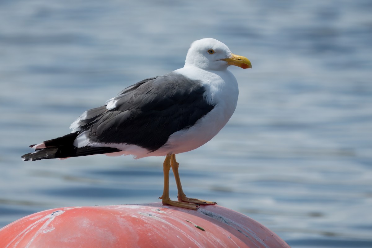 Yellow-footed Gull - ML618063209
