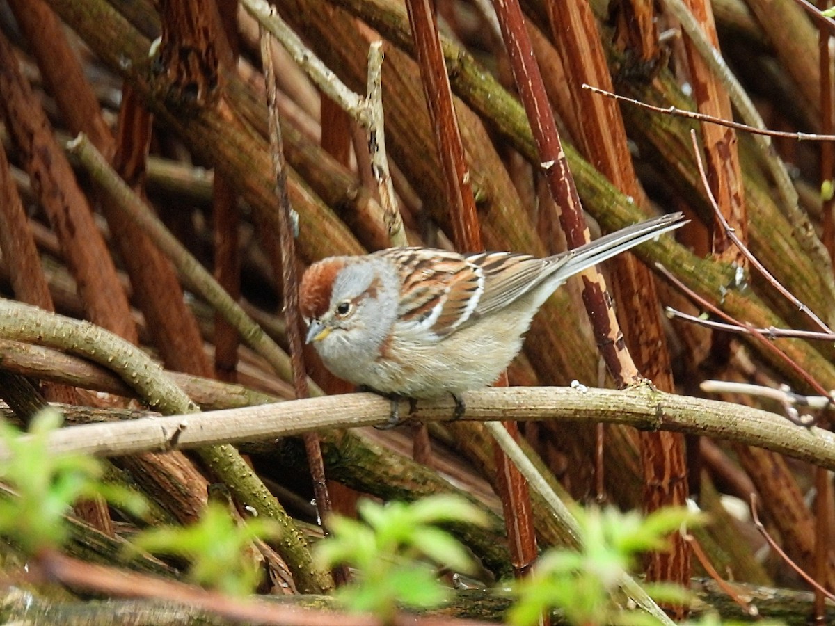 American Tree Sparrow - Melody Walsh