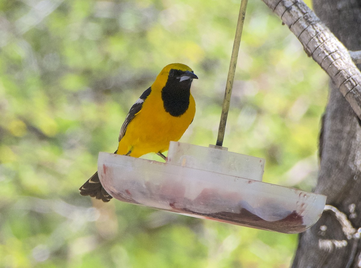 Hooded Oriole (nelsoni Group) - James Taylor