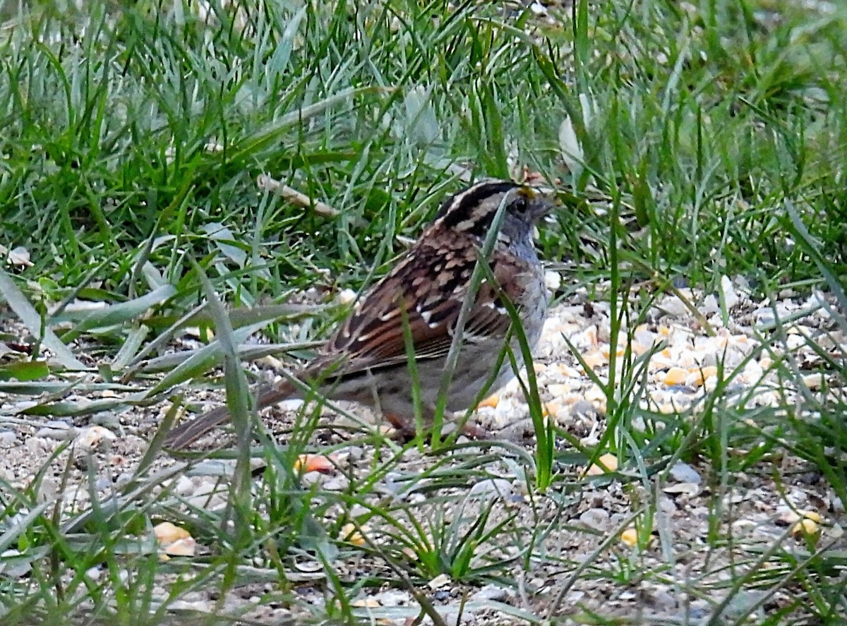 White-throated Sparrow - ML618063255