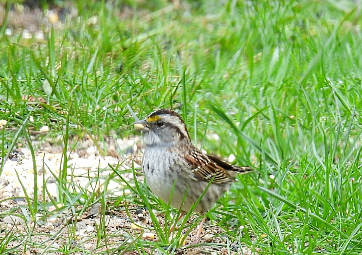 White-throated Sparrow - ML618063256