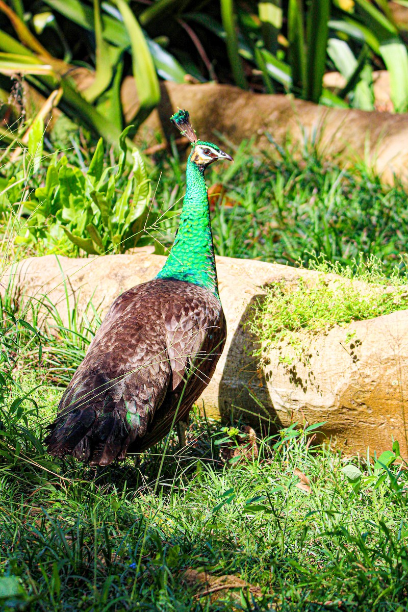 Indian Peafowl - Riley H