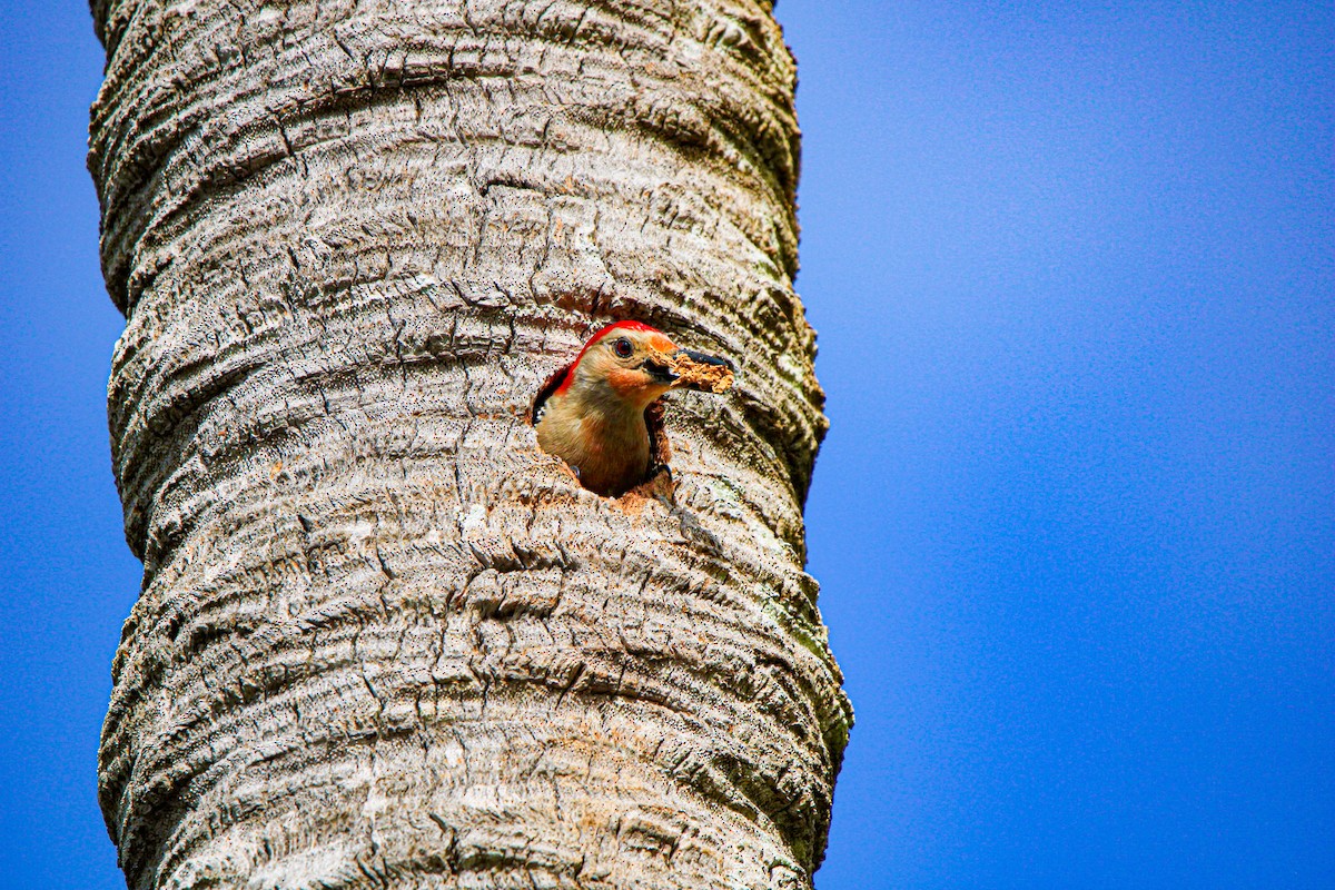 Red-bellied Woodpecker - Riley H