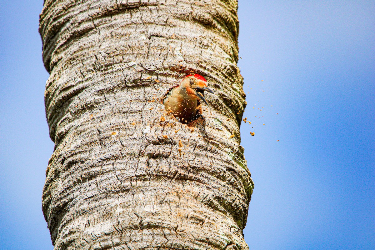 Red-bellied Woodpecker - ML618063293