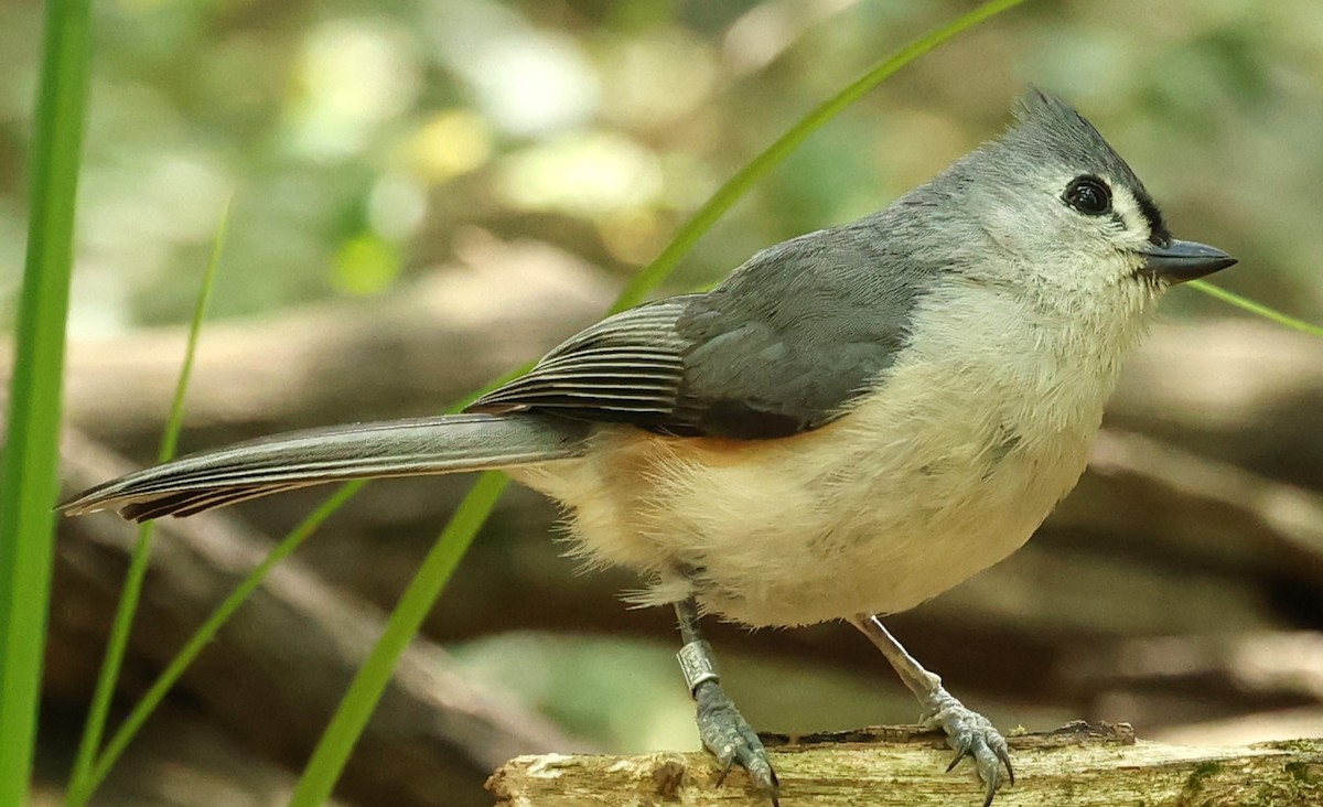 Tufted Titmouse - Duane Yarbrough