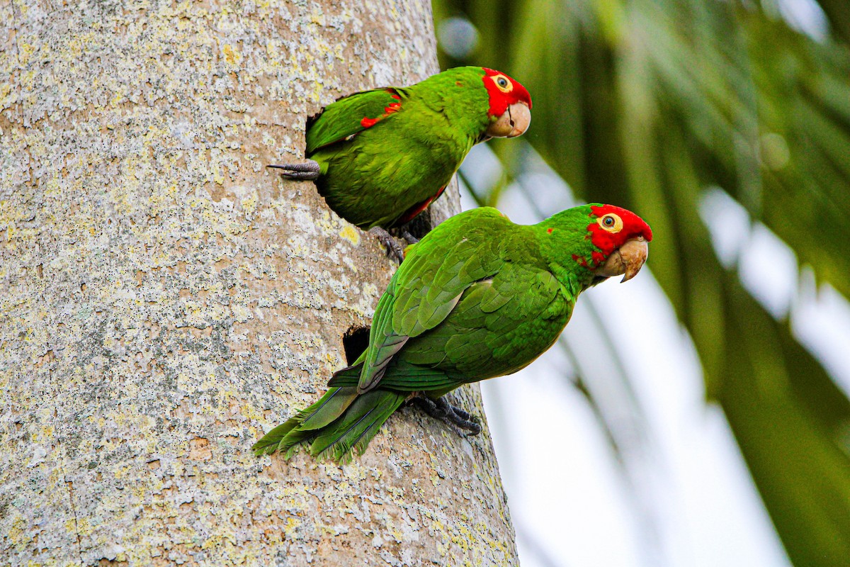 Red-masked Parakeet - Riley H