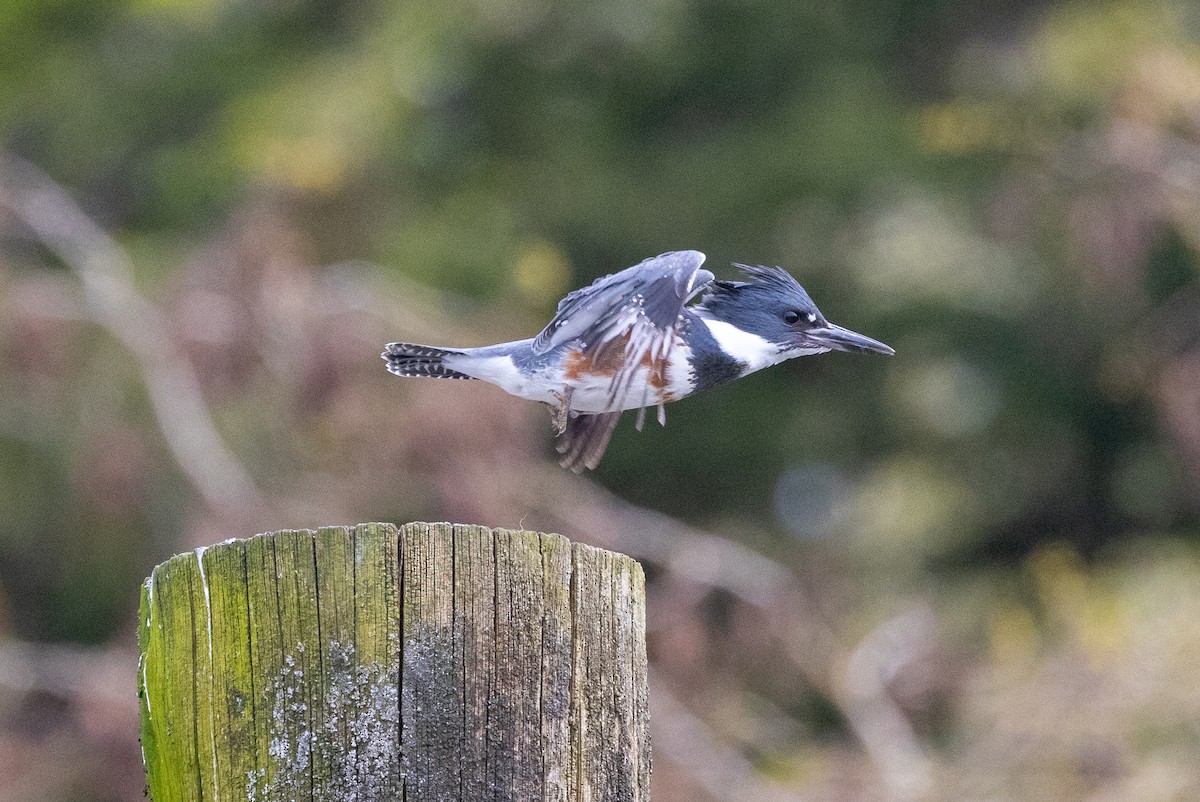 Belted Kingfisher - ML618063326
