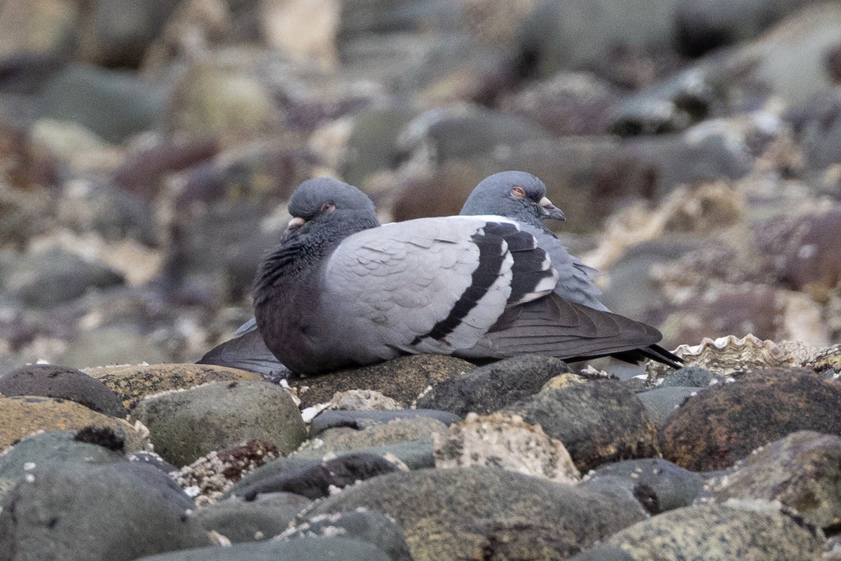 Rock Pigeon (Feral Pigeon) - John Reynolds