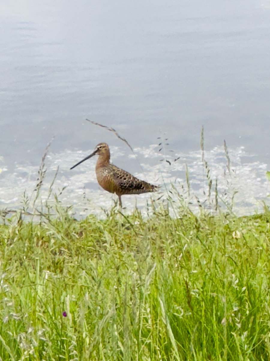 Long-billed Dowitcher - ML618063384