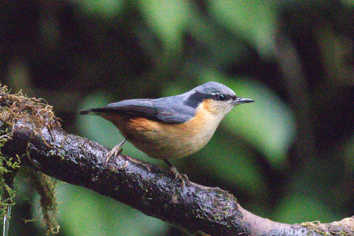 White-tailed Nuthatch - ML618063386