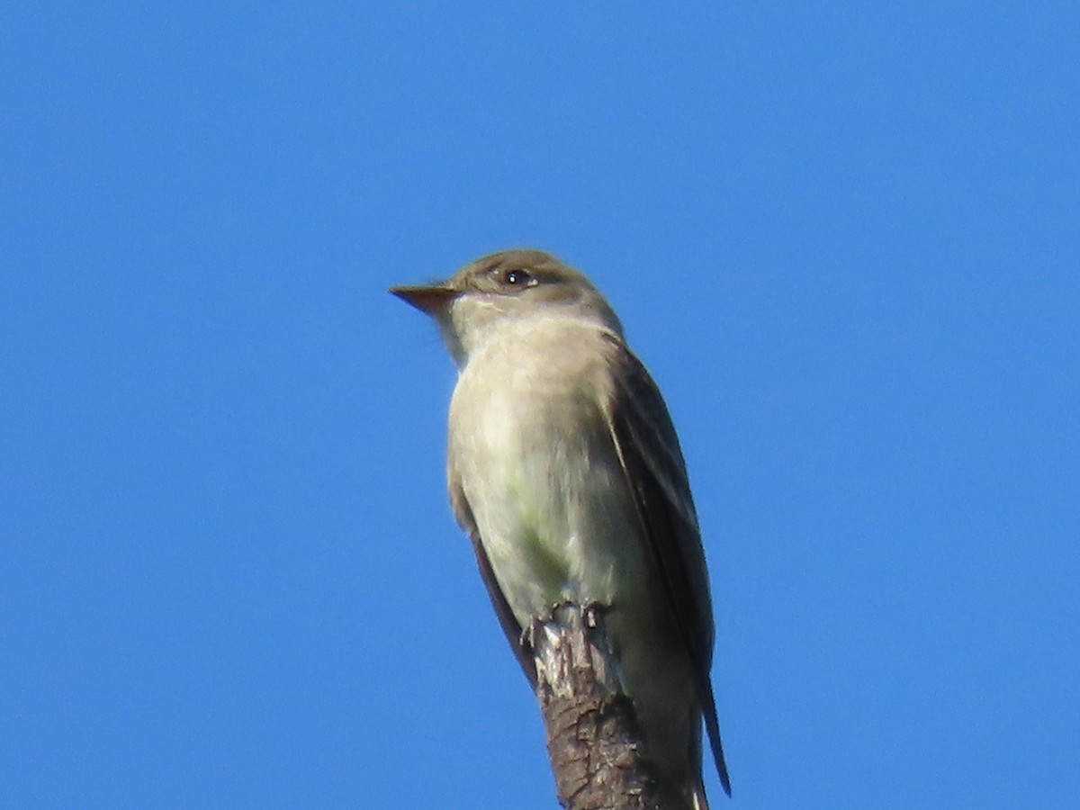 Western Wood-Pewee - Donna Bray