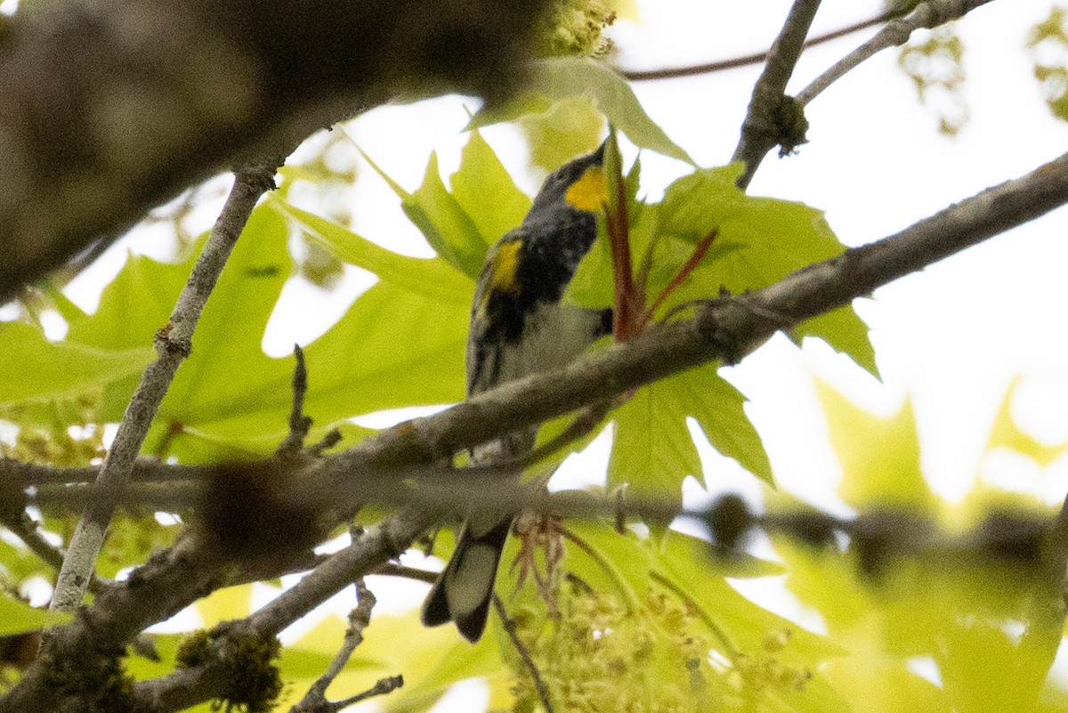 Yellow-rumped Warbler (Audubon's) - ML618063417