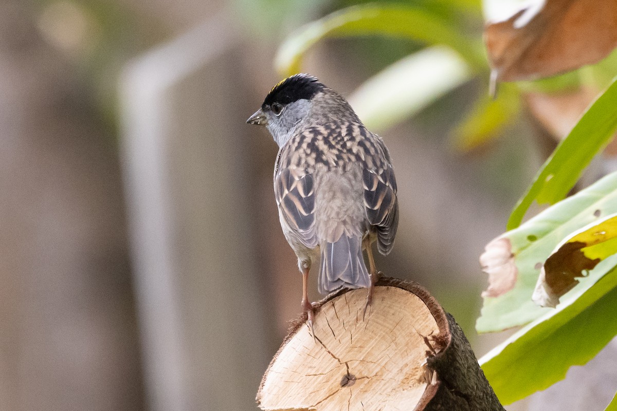 Golden-crowned Sparrow - ML618063442
