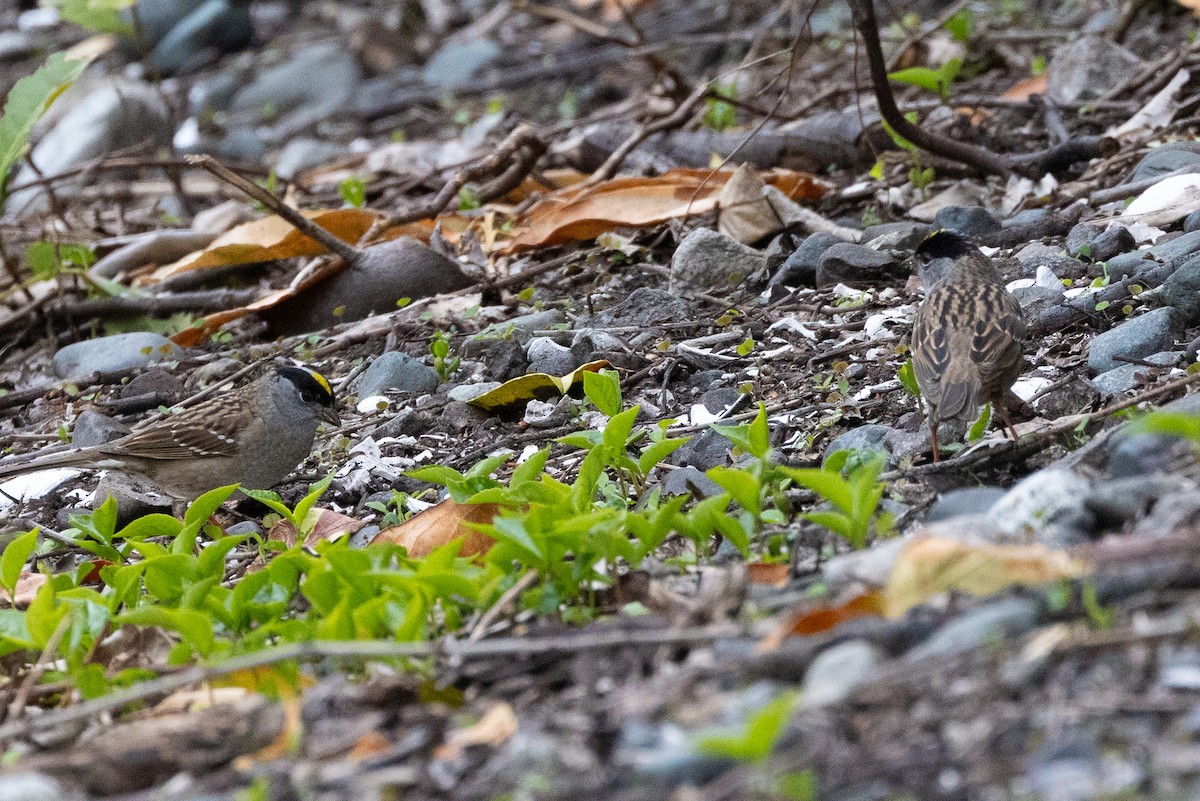 Golden-crowned Sparrow - ML618063443