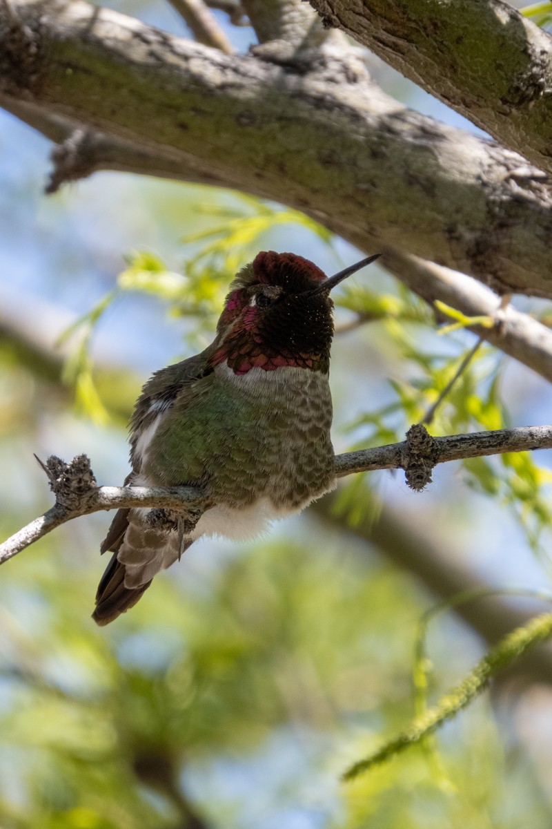 Anna's Hummingbird - Kathy Snyder
