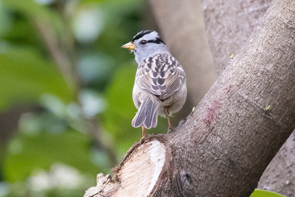 White-crowned Sparrow - ML618063454