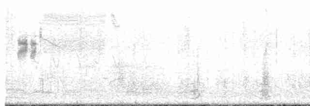 krikkand (carolinensis) (amerikakrikkand) - ML618063455