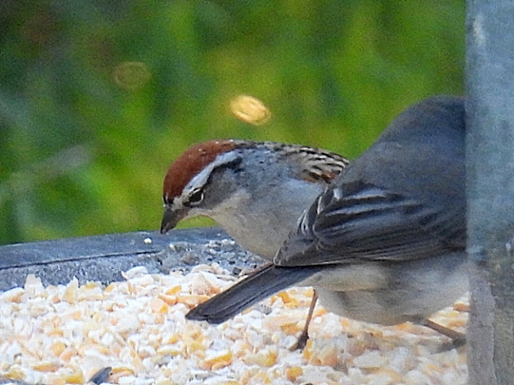 Chipping Sparrow - ML618063483