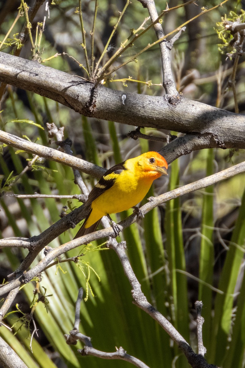 Western Tanager - Kathy Snyder