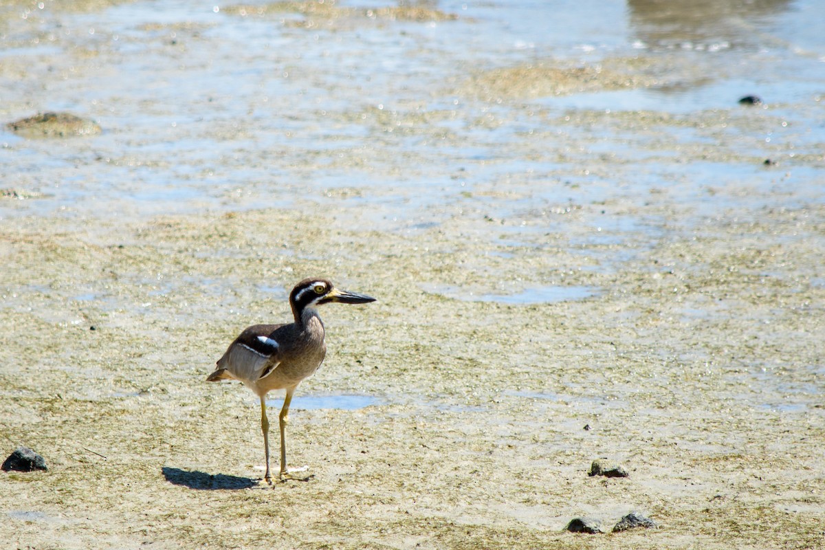 Beach Thick-knee - Tod Spencer