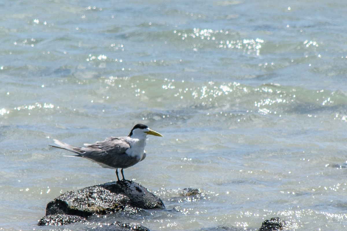 Great Crested Tern - ML618063519