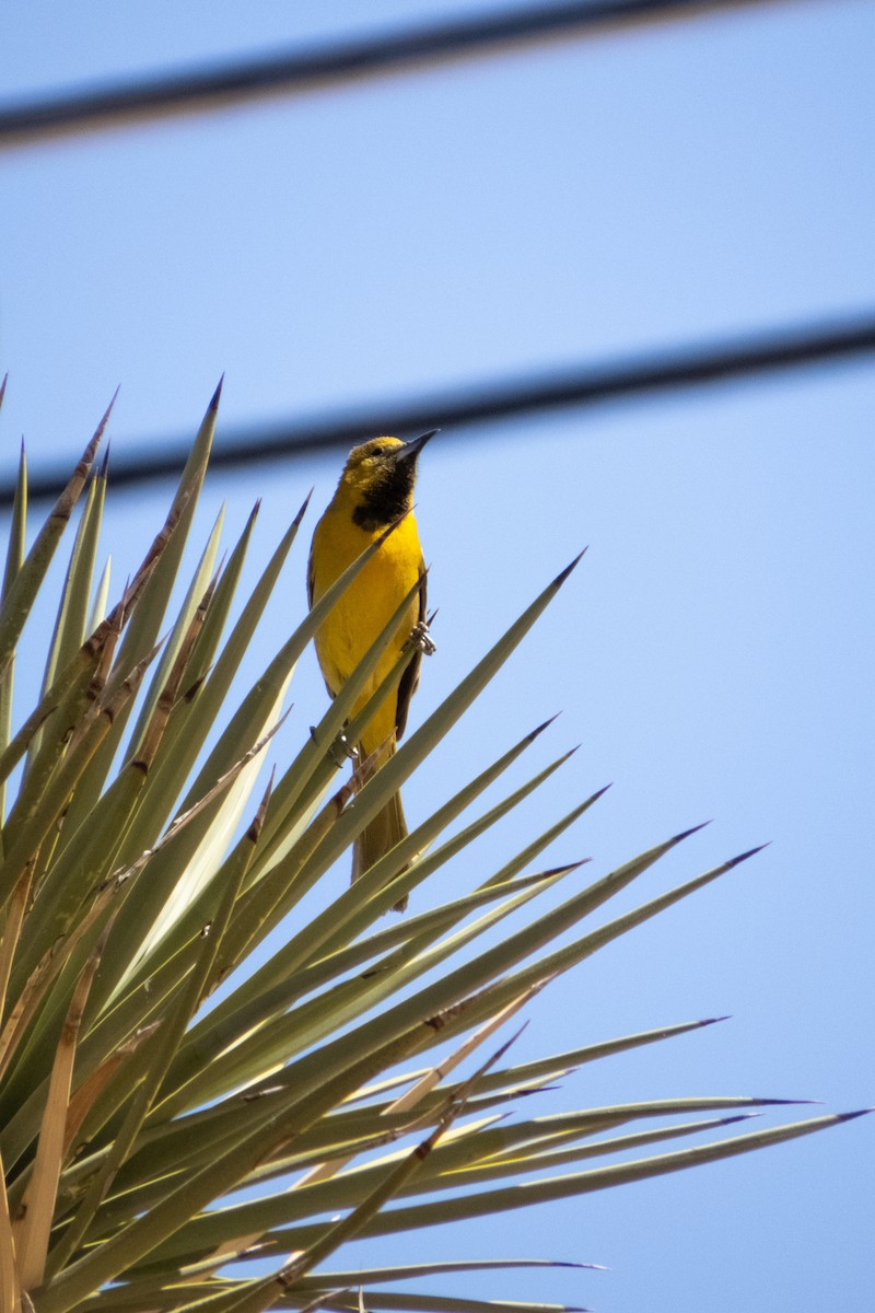 Hooded Oriole - Kathy Snyder