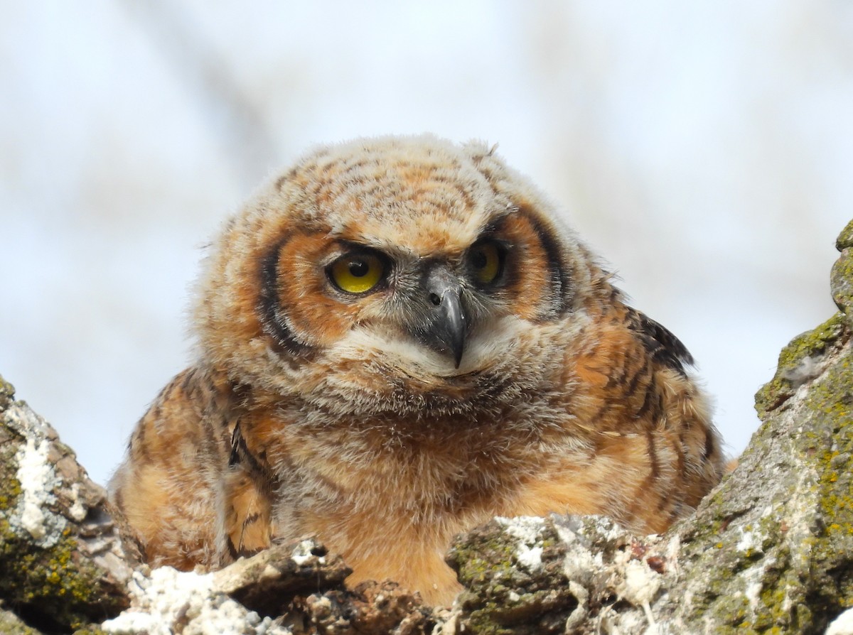 Great Horned Owl - ML618063530