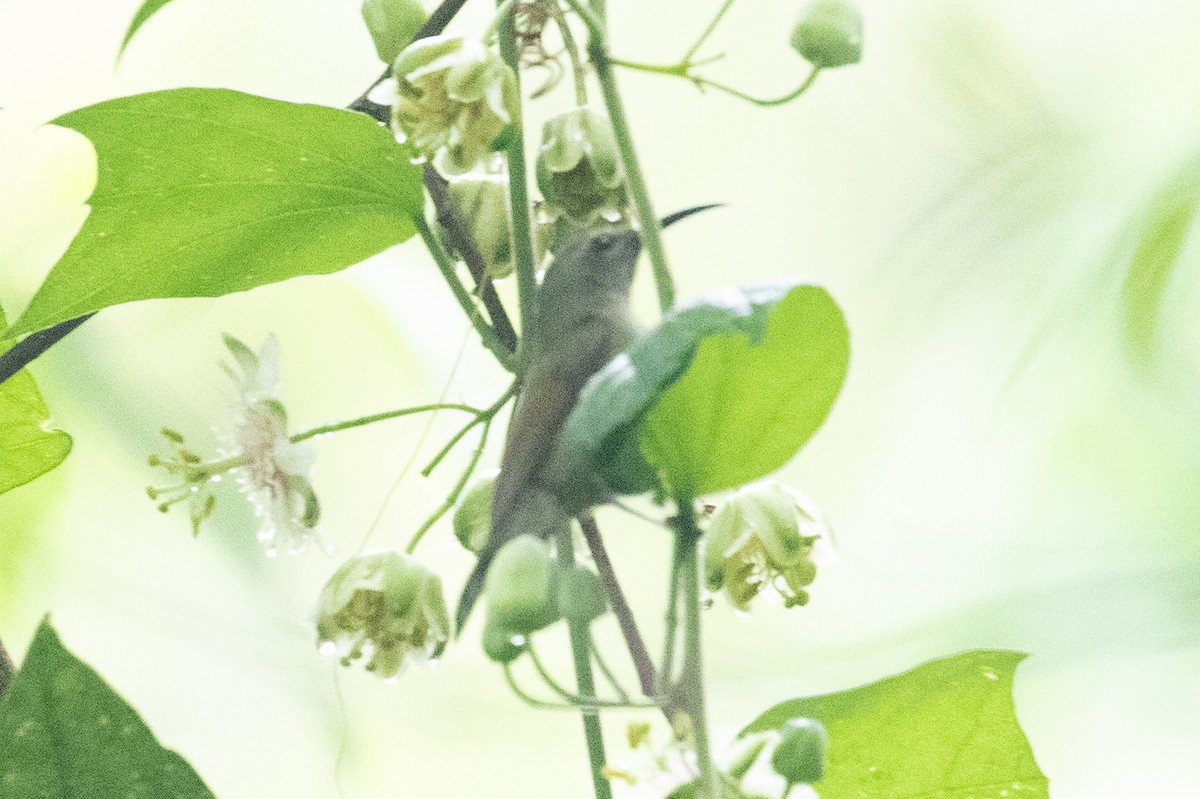 Green-tailed Sunbird - ML618063559