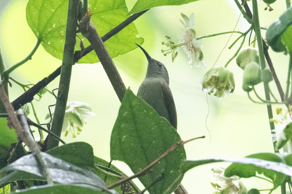 Green-tailed Sunbird - ML618063560