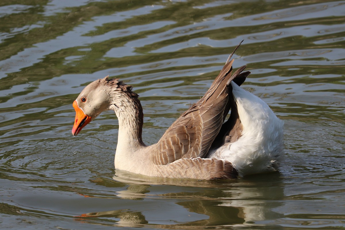 Graylag Goose (Domestic type) - Jonathan Baker