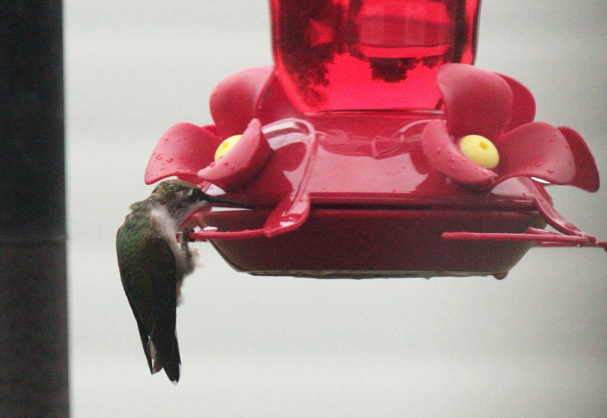 Ruby-throated Hummingbird - ML618063592