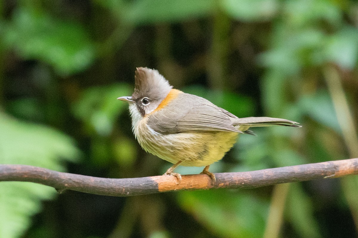 Striated Yuhina (Gray-crowned) - ML618063639