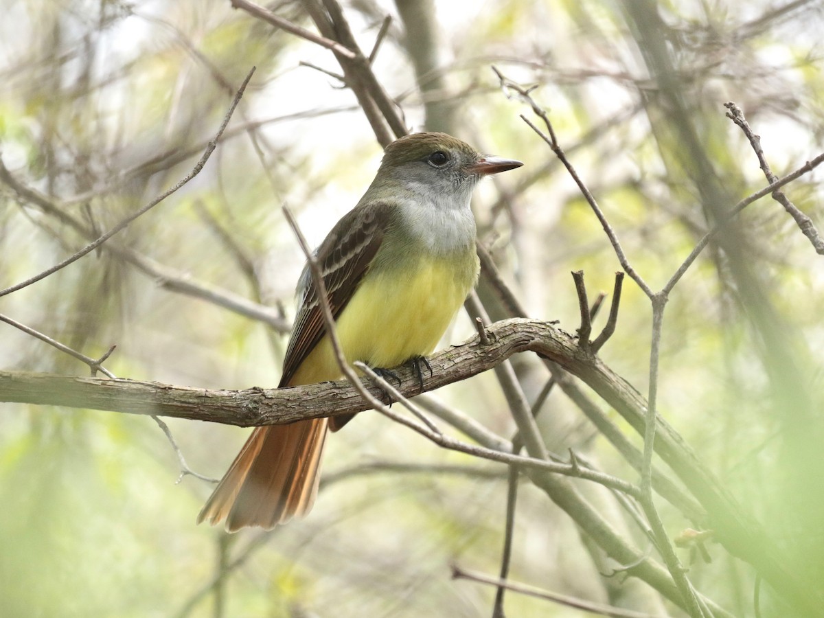 Great Crested Flycatcher - ML618063651